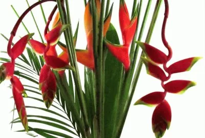 פאזל של fleurs: hÃ©liconia et rostrata