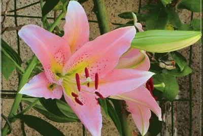 פאזל של fleurs: lys