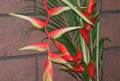 פאזל של fleurs:Heliconia