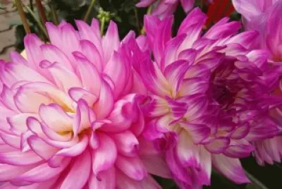 fleurs: dalhias jigsaw puzzle