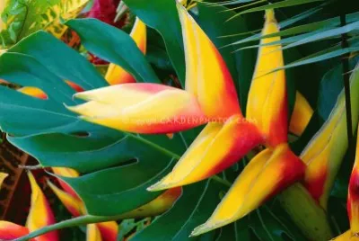 fleurs:Heliconia jigsaw puzzle