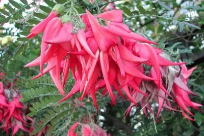 fleurs: Clianthus_puniceus jigsaw puzzle