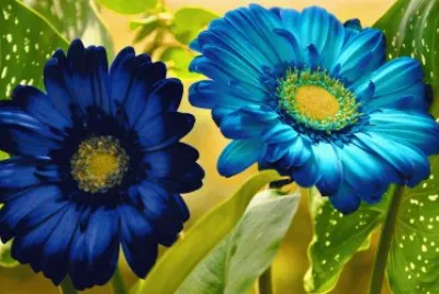 fleurs: gerberas jigsaw puzzle