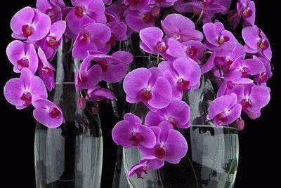 fleurs: orchidÃ©es jigsaw puzzle