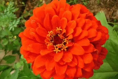 zinnia
