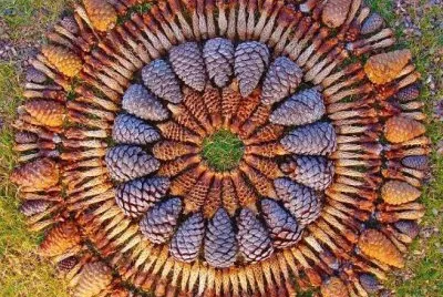 Danmala  Ponderosa pine cones  Sedona  Arizona