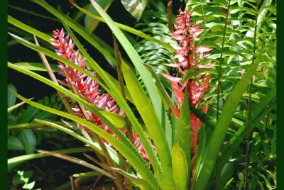 para jardim