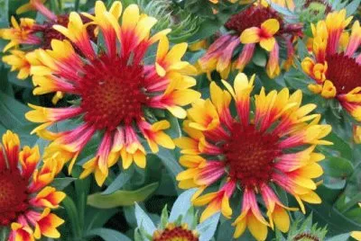 gaillardes