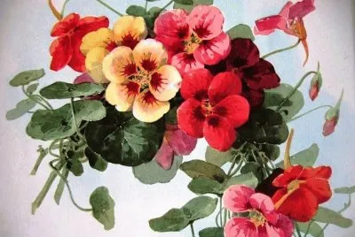 flor