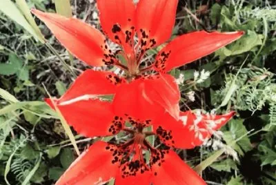 tiger lillies jigsaw puzzle