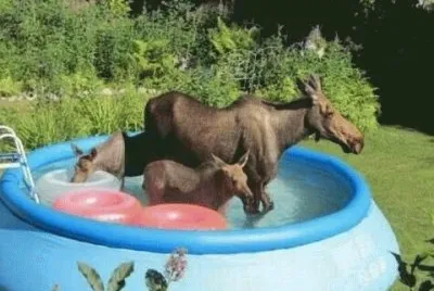 Moose in the Garden to cool off  Anchorage jigsaw puzzle