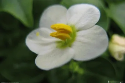 exacum