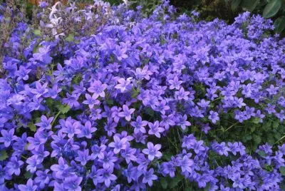 campanules