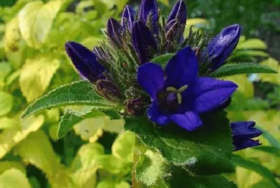 campanule