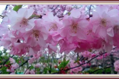 fleurs