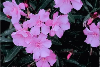 fleurs: laurier rose