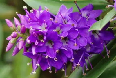 fleurs: Hebe-speciosa