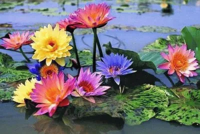 fleurs: nÃ©nuphars