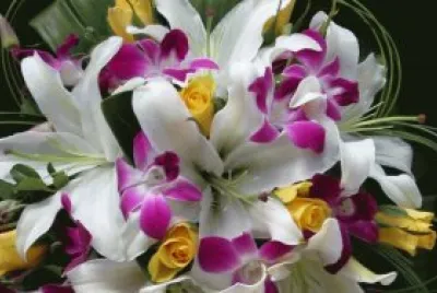 fleurs: orchidÃ©es