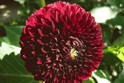 dahlia ponpom