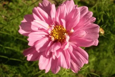 cosmos