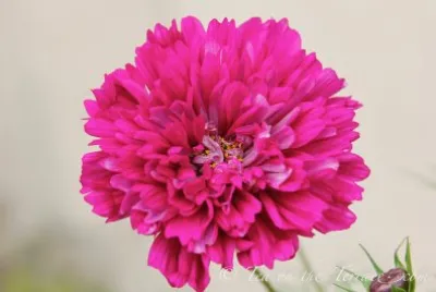 cosmos