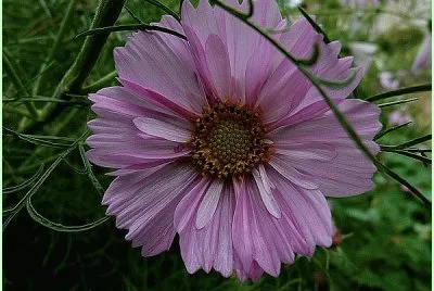 cosmos