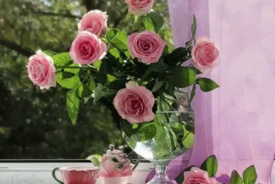 Still Life
