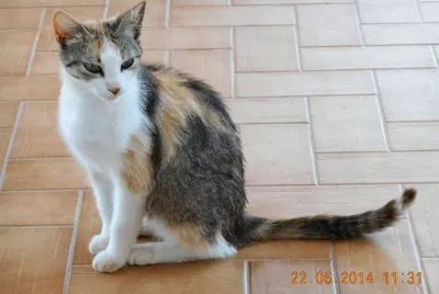 MICINA