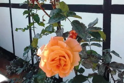 Rosa anaranjada resplandeciente