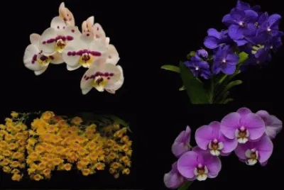 orquideas