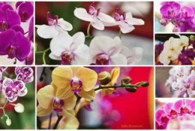 orquÃ­deas