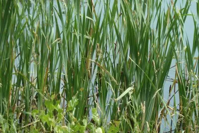 Reed beds Rutland water