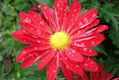 fleur d 'automne