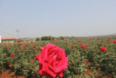 Campos de rosas