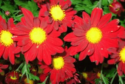 fleurs