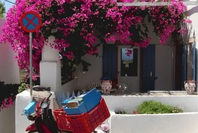 Bougainvillaea  Greece