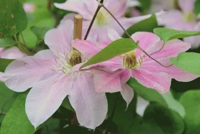clematite