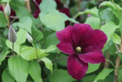 clematite