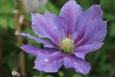clematite