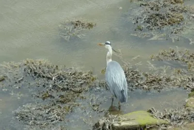 Heron Mawwdach estuary