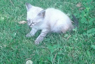 Nino cat