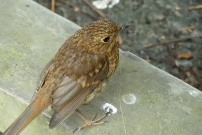 Robin Arthog bog