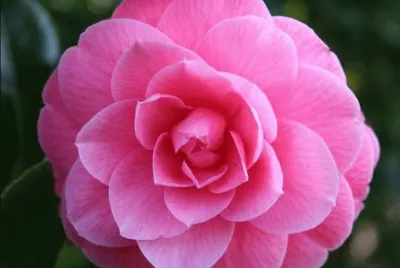 camelia