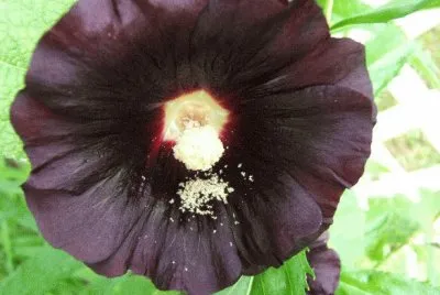 rose tremiere