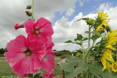 rose tremiere