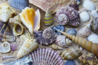 Gifts from the Sea