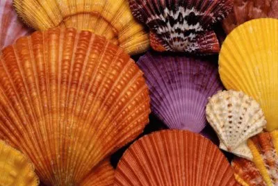 Conchas coloridas
