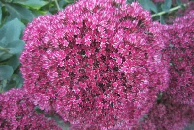fleur