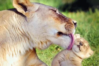 פאזל של mom #153